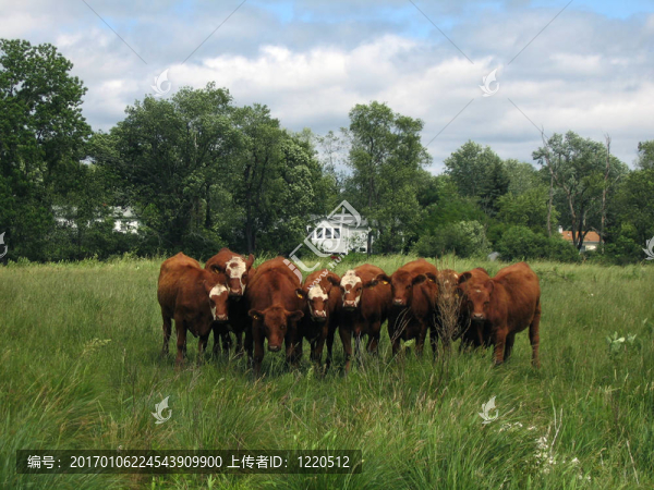 好奇的牛-匯圖網(wǎng) www.fosd68.com 好奇的牛