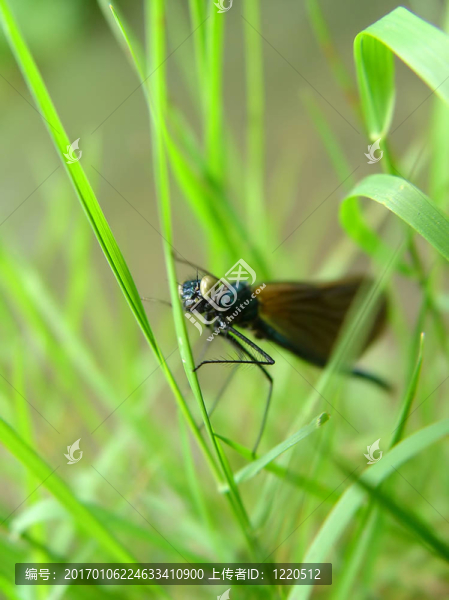 Damselfly在草