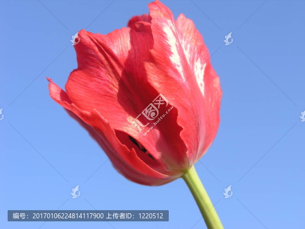 紅色的郁金香