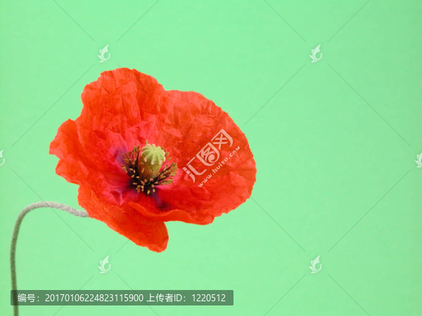 紅色綠色