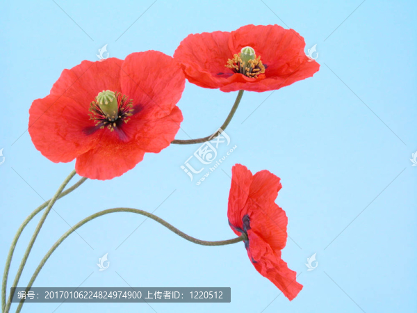 紅罌粟花的安排