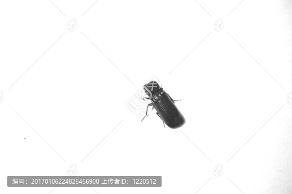 甲殼蟲