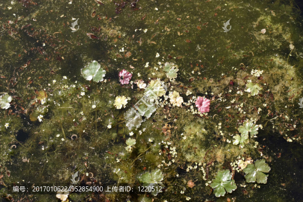 季節(jié)的背景