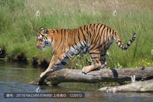 荒野中的老虎