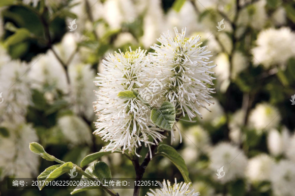 檸檬洗瓶-匯圖網(wǎng) www.fosd68.com 檸檬洗瓶