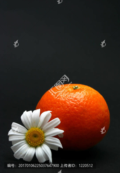 克萊門和雛菊-匯圖網(wǎng) www.fosd68.com 克萊門和雛菊