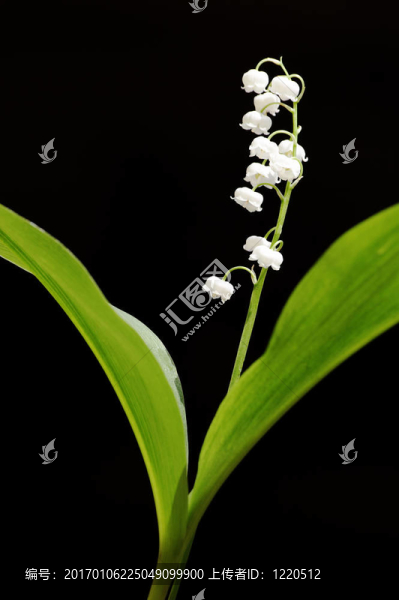 山谷的百合花