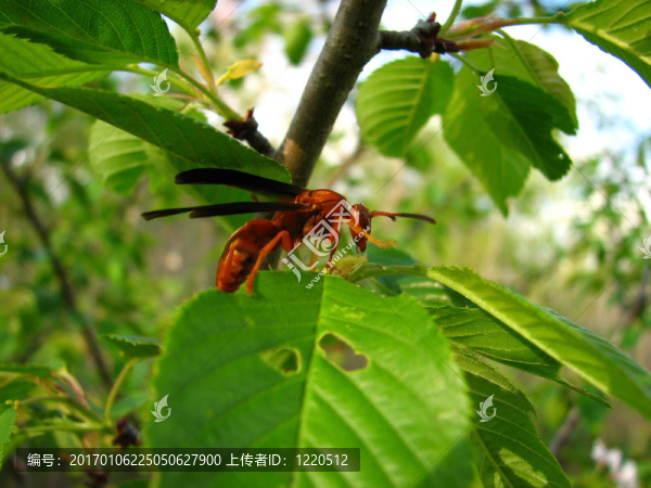 紅蜂