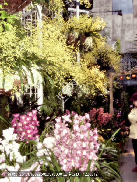 胡姬花園-匯圖網(wǎng) www.fosd68.com 胡姬花園