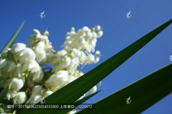 白菜樹的花