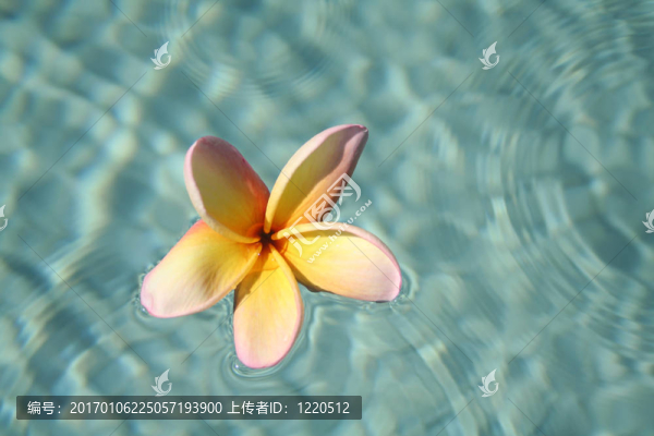 漂浮的雞蛋花