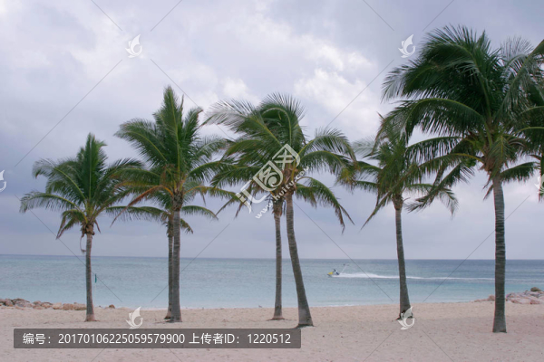 在海灘的棕櫚樹
