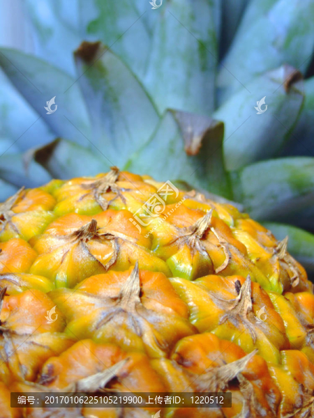 菠蘿