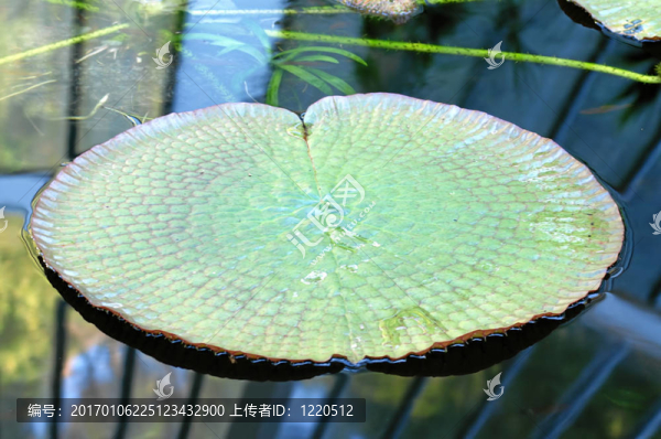 睡蓮