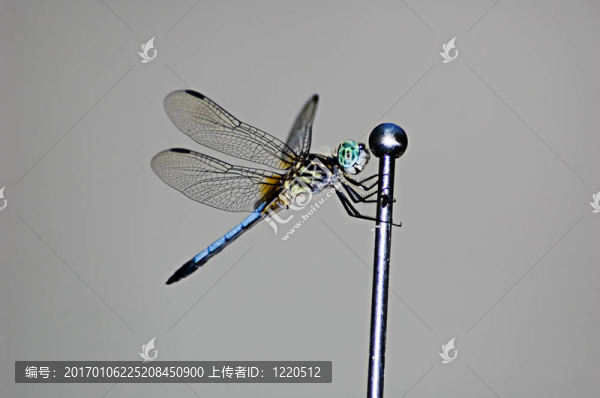 蜻蜓