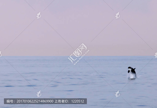 逆戟鯨99-匯圖網(wǎng) www.fosd68.com 逆戟鯨99