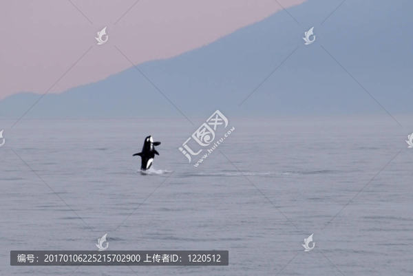 逆戟鯨139