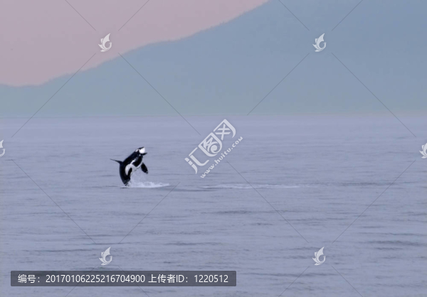 逆戟鯨141