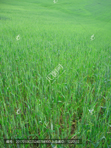 小麥田
