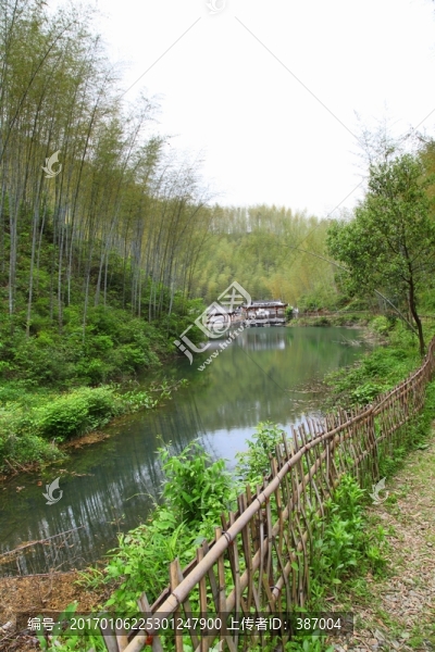 木坑竹海,竹林