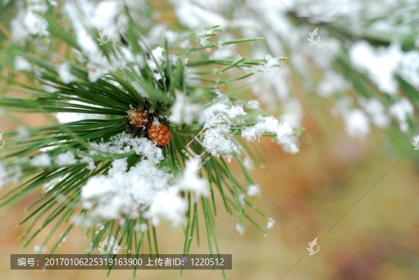 雪松樹枝