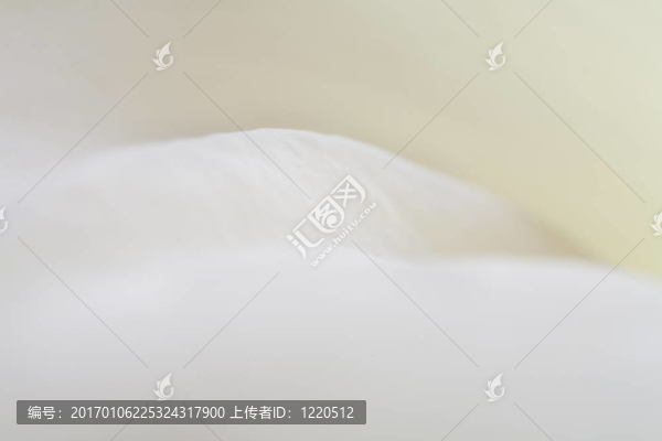 馬蹄蓮摘要