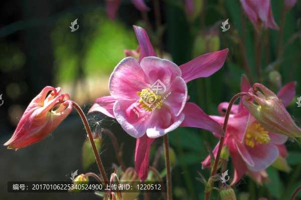 夏花；耬斗菜。