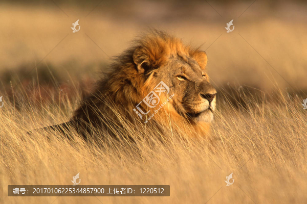 大雄獅
