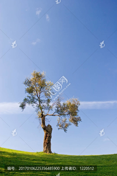 樹