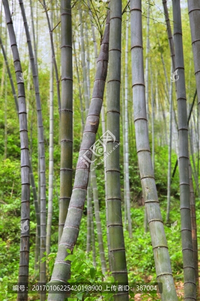 木坑竹海,竹林