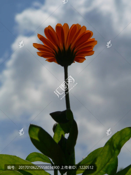 花