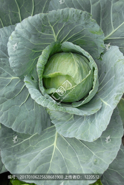 甘藍(lán)菜