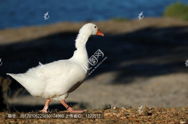 昂首闊步的雪鵝