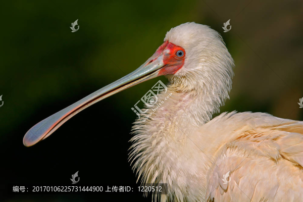 琵鷺