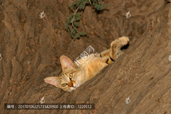 非洲野貓
