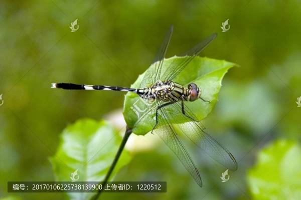 蜻蜓