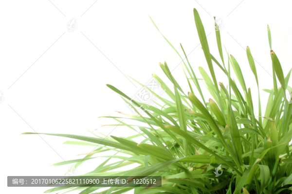 草地上的White