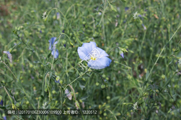 裝飾用亞麻花