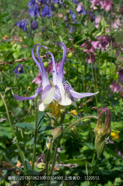 耬斗菜的花