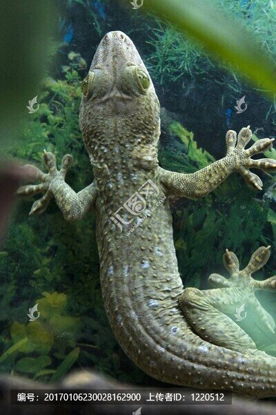 壁虎-匯圖網(wǎng) www.fosd68.com 壁虎