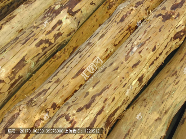 木的樹(shù)干