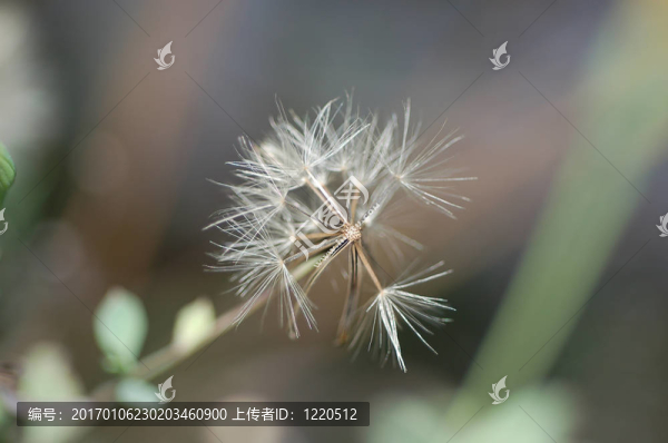 干燥花2