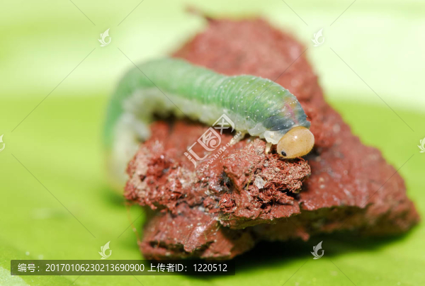 卡特彼勒