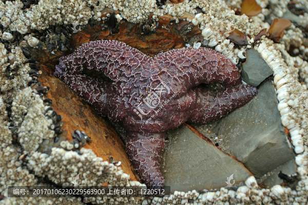 海星