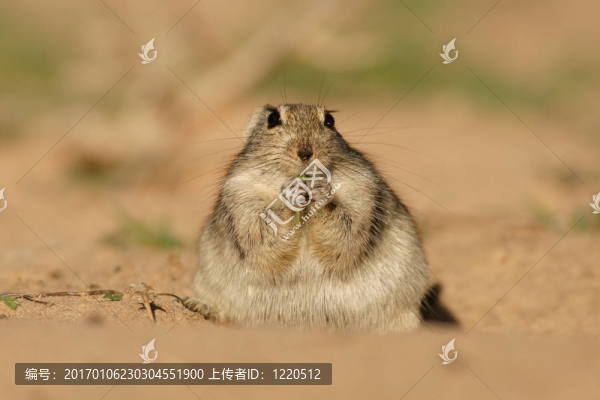 吹口哨，大鼠