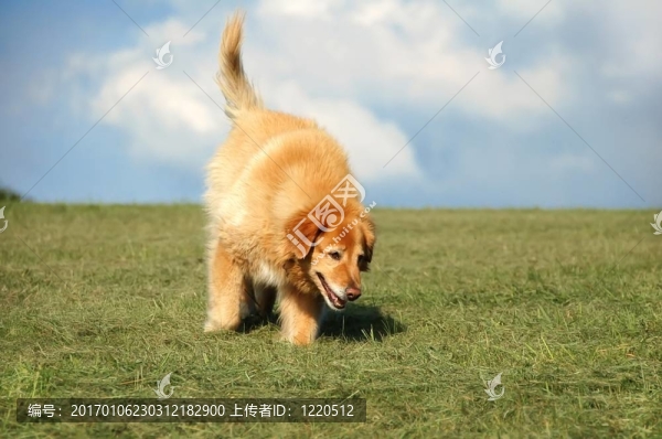 金毛獵犬