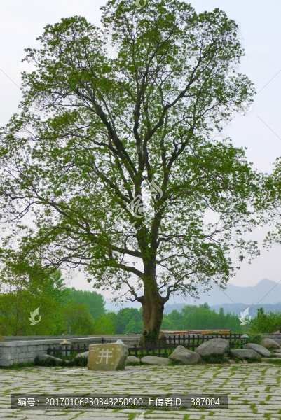 宏村,古樹(shù)