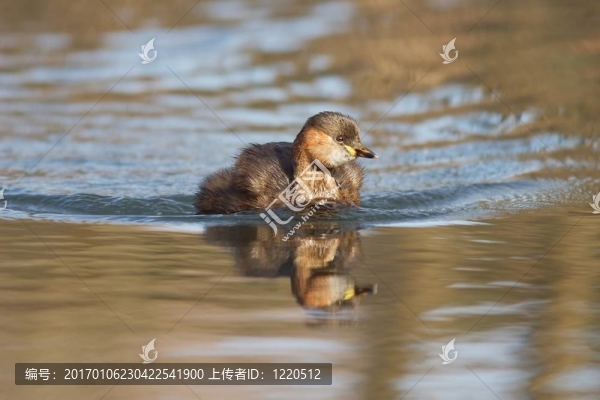 小鸊鷉