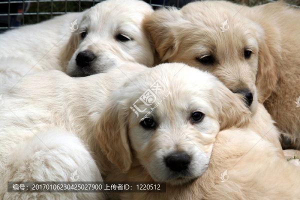黃金獵犬小狗