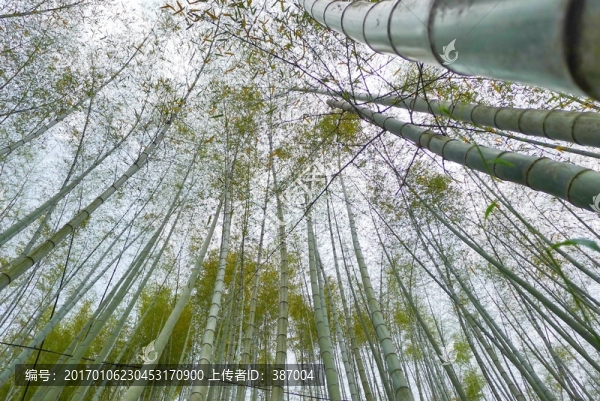 木坑竹海,竹林